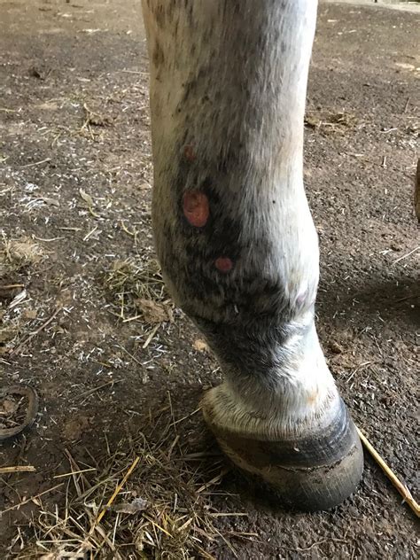 Simon has dealt with chronic dermatitis on his left hind leg that has turned into <b>cellulitis</b> 1-2x/year during warm and wet seasons, but clears up with <b>antibiotics</b>. . Cellulitis horse antibiotic